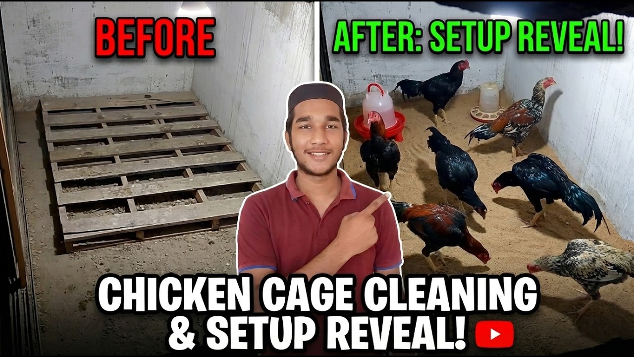 My First Vlog Cleaning Shamo Cage