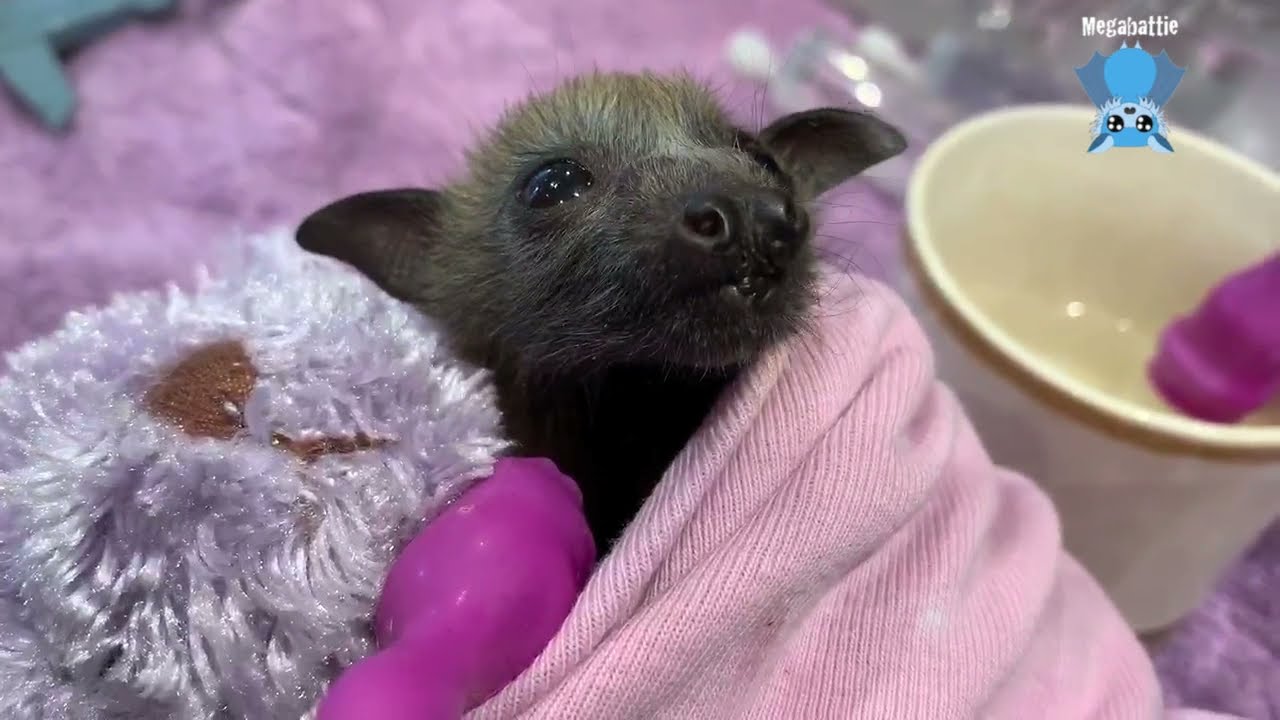 Chatty batties tell me about their day:  Finglas, Penguin, D'art, Ootnaboot and Roses