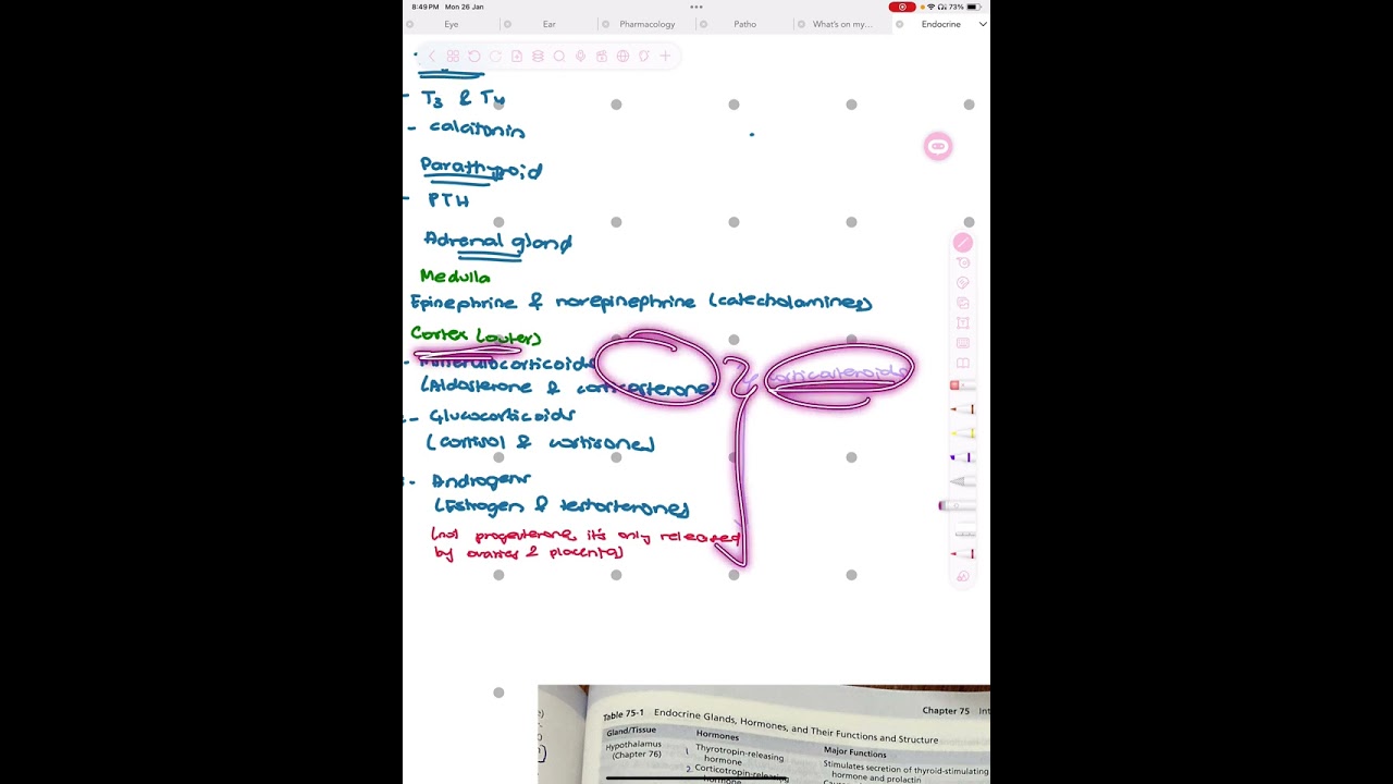 Hormones overview
