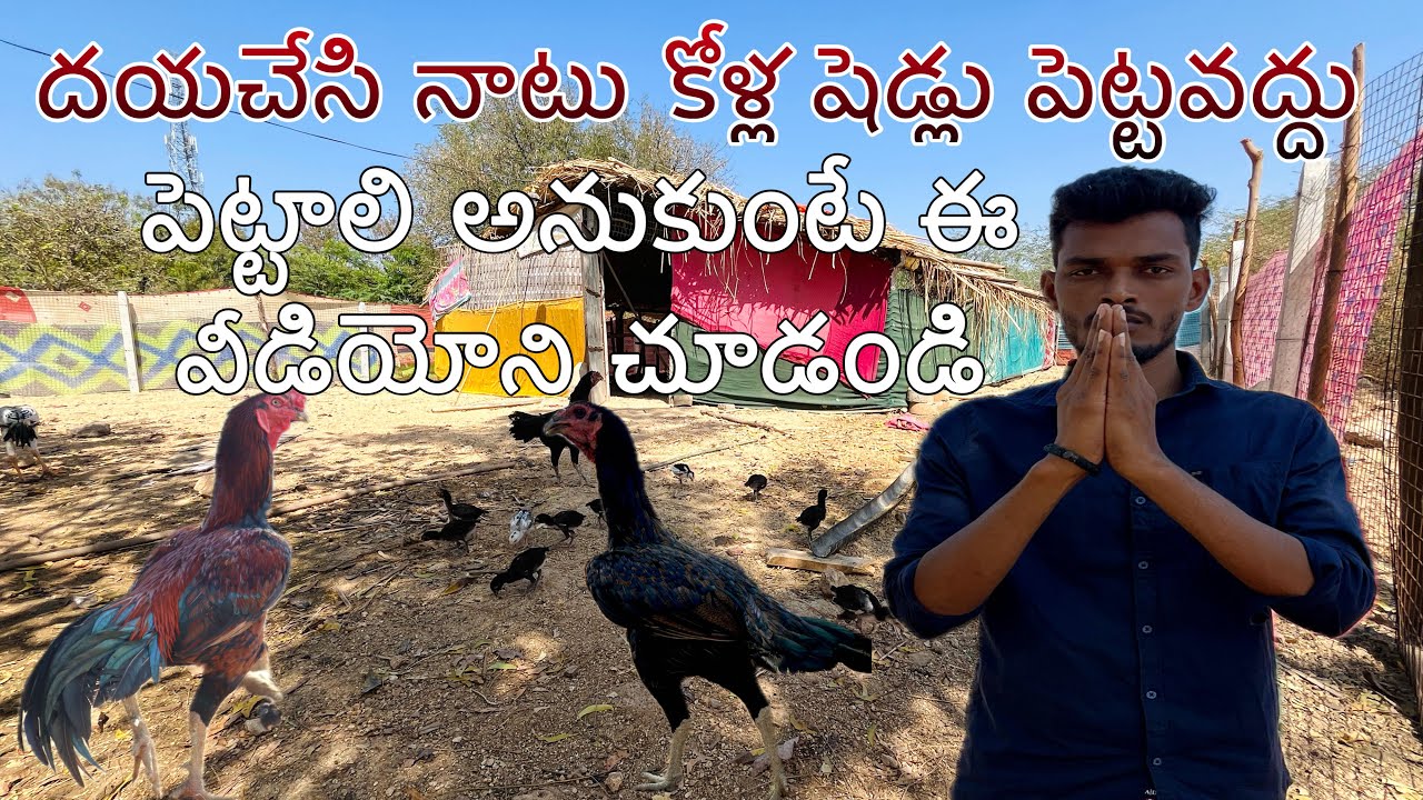 నాటు కోళ్ల షెడ్లు పెట్టేముందు ఈ వీడియోని చూడండి ||Venkat Laxmi vlogs