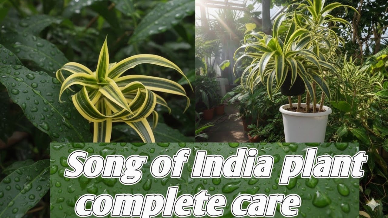 Song of india plant ki complete care  🪴The potted plant with me 🪴