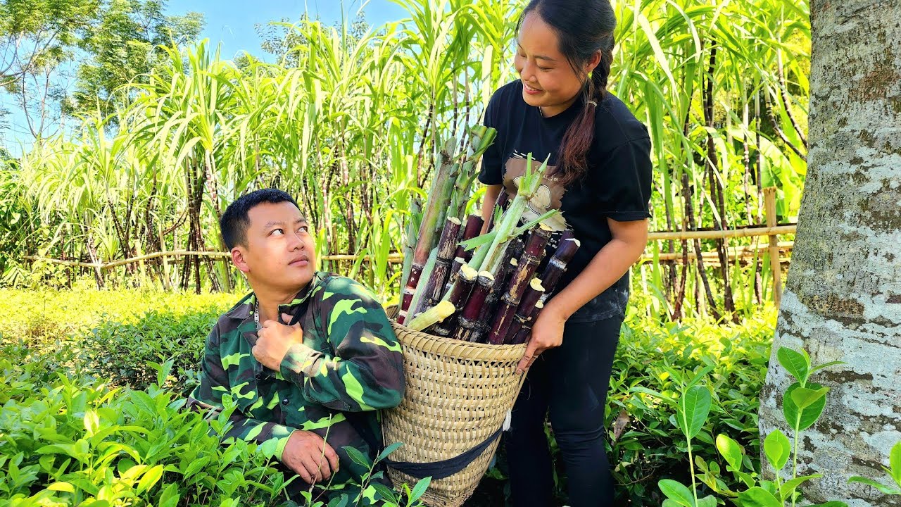 Harvest sugarcane and process sugarcane with her husband. The day love returns