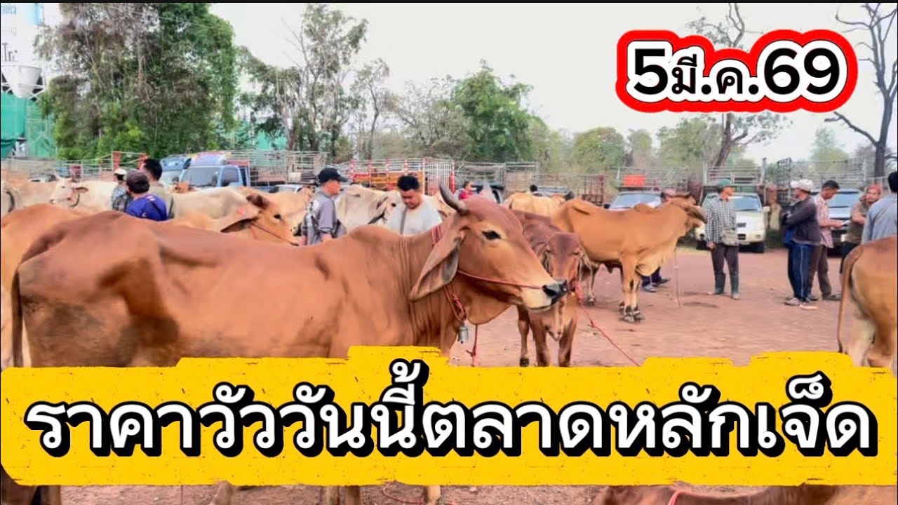 ราคาวัววันนี้ตลาดหลักเจ็ด อ.พรรณานิคม จ.สกลนคร #คนเลี้ยงวัว 5/3/69