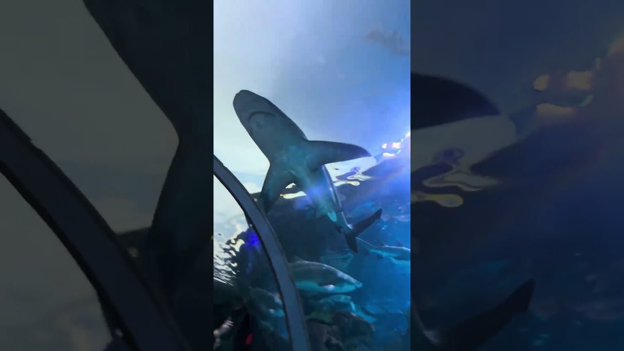 Leo’s 8th Birthday celebration in Canada 