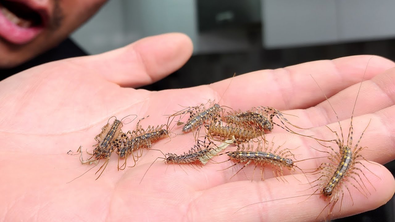 돈벌레 흔히 그리마라 불리우는 징그러운 벌레를 잡아서 먹으면 무슨 맛일까?