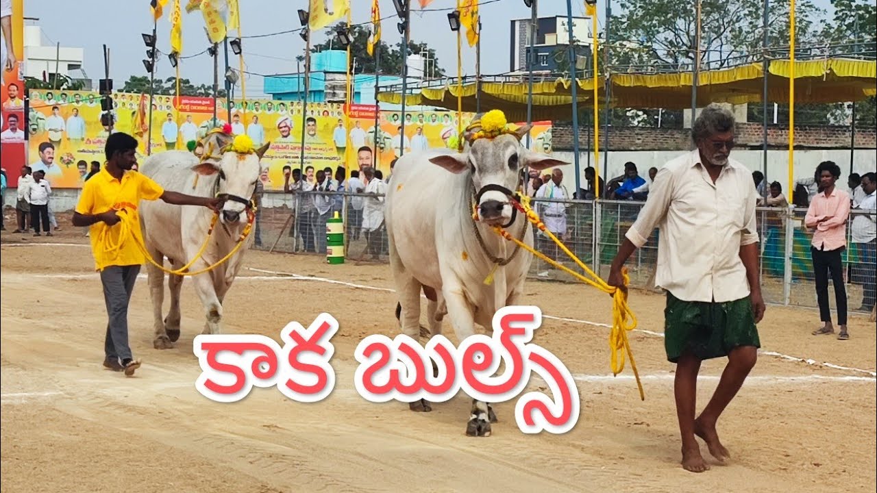 చిలకలూరిపేట జూనియర్ విభాగంలో 6వ జత కాకా బుల్స్,కొండపాటూరు, గుంటూరు జిల్లా .