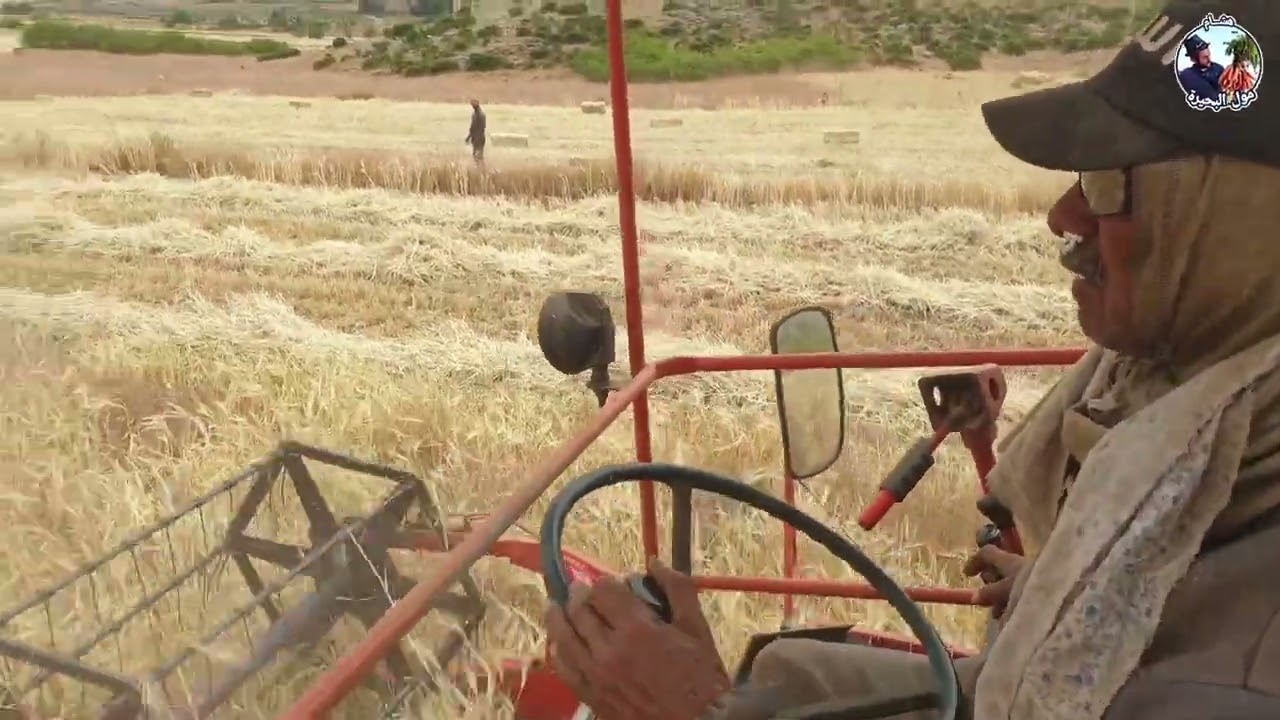 هنا موسم الحصاد🌾 هنا أرض المروج جماعة عين تمكناي إقليم صفرو 🙋‍♂️٠٠  بتاريخ  10/06/2024#المروج
