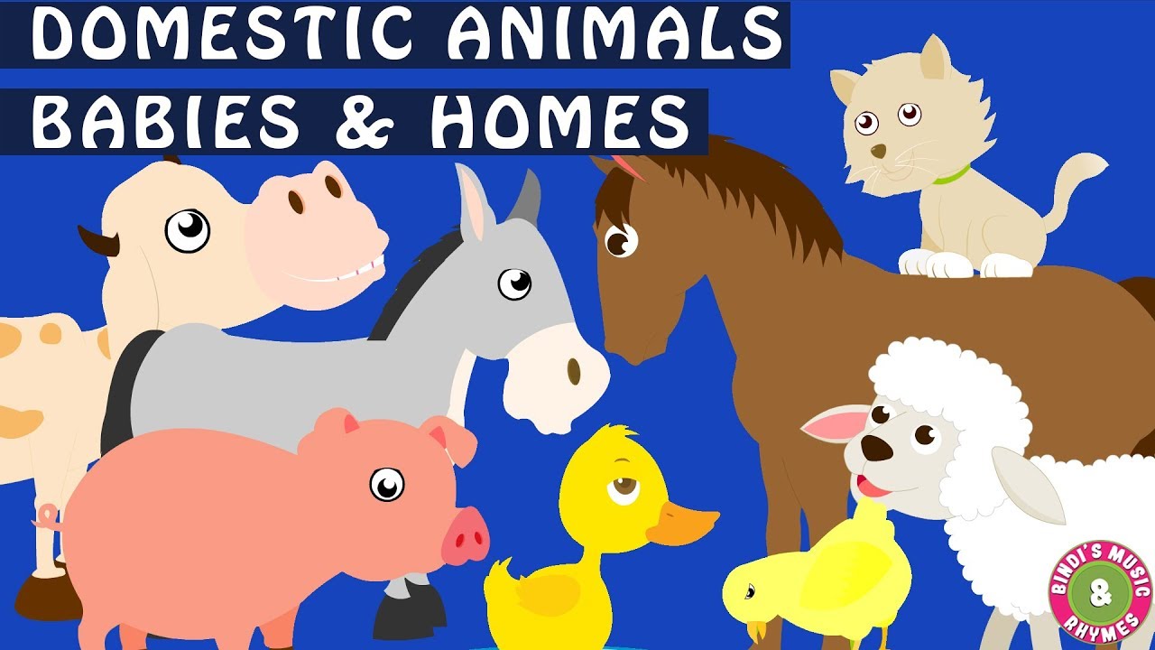 Domestic Animals and their Young Ones | Animal Homes | Babies of Animals