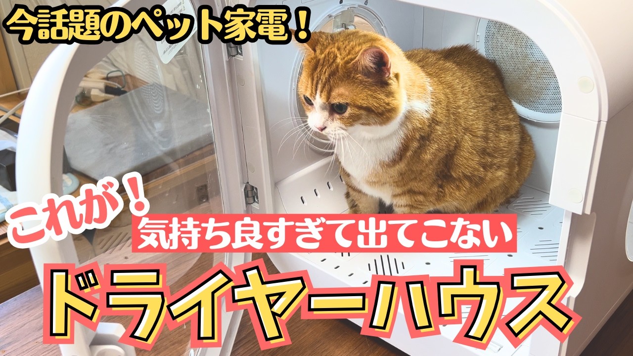 【今話題のペット家電】😸ドライヤーハウスを徹底解説！猫シャンプー後の乾燥はこれで決まり！