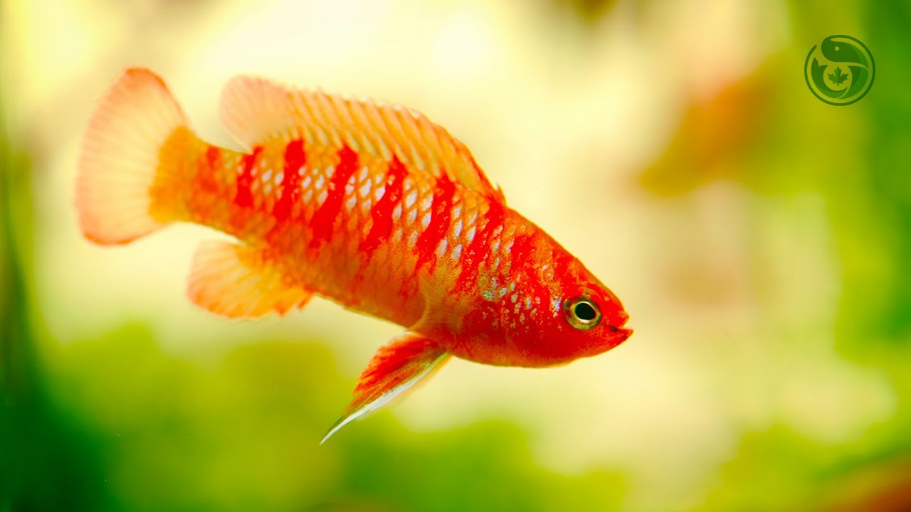 Peaceful Scarlet Badis Aquarium With Soft Music