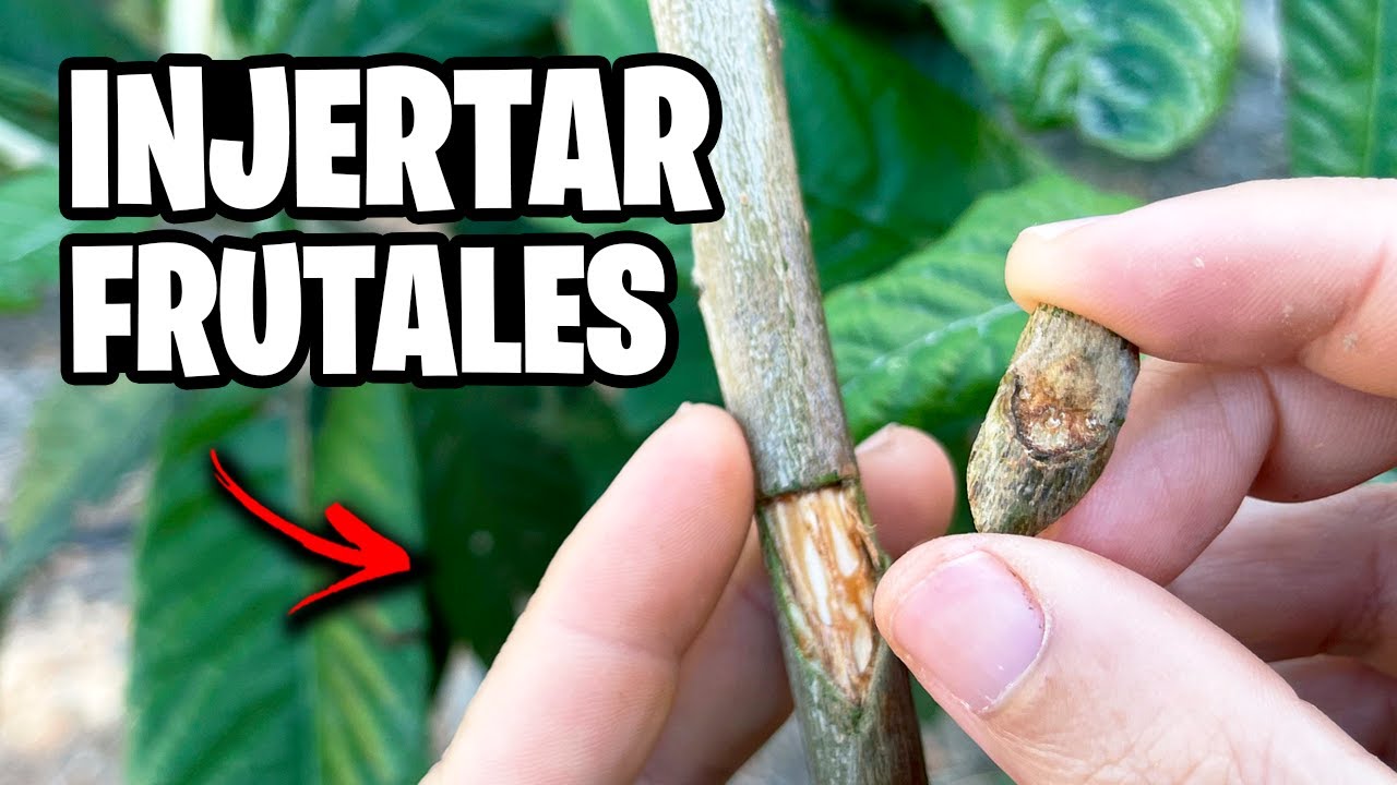 Como INJERTAR FRUTALES con 2 Métodos!! Injerto de Níspero Paso a Paso | La Huerta de Ivan