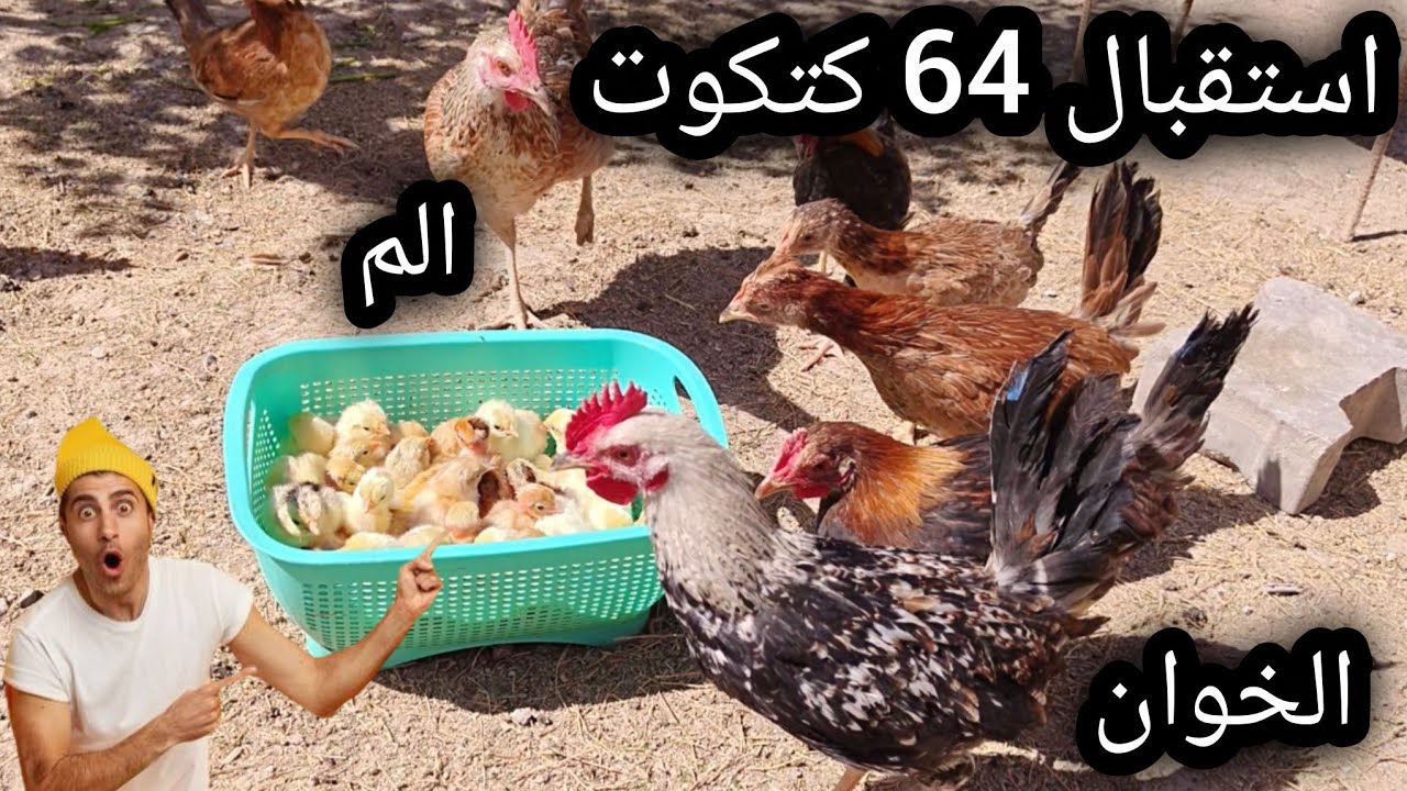 فقست🐣اكبر وجبه بل فقاسه👌بدون خساير😊جبت سندويج للمحميه نقلت الدجاج🐔