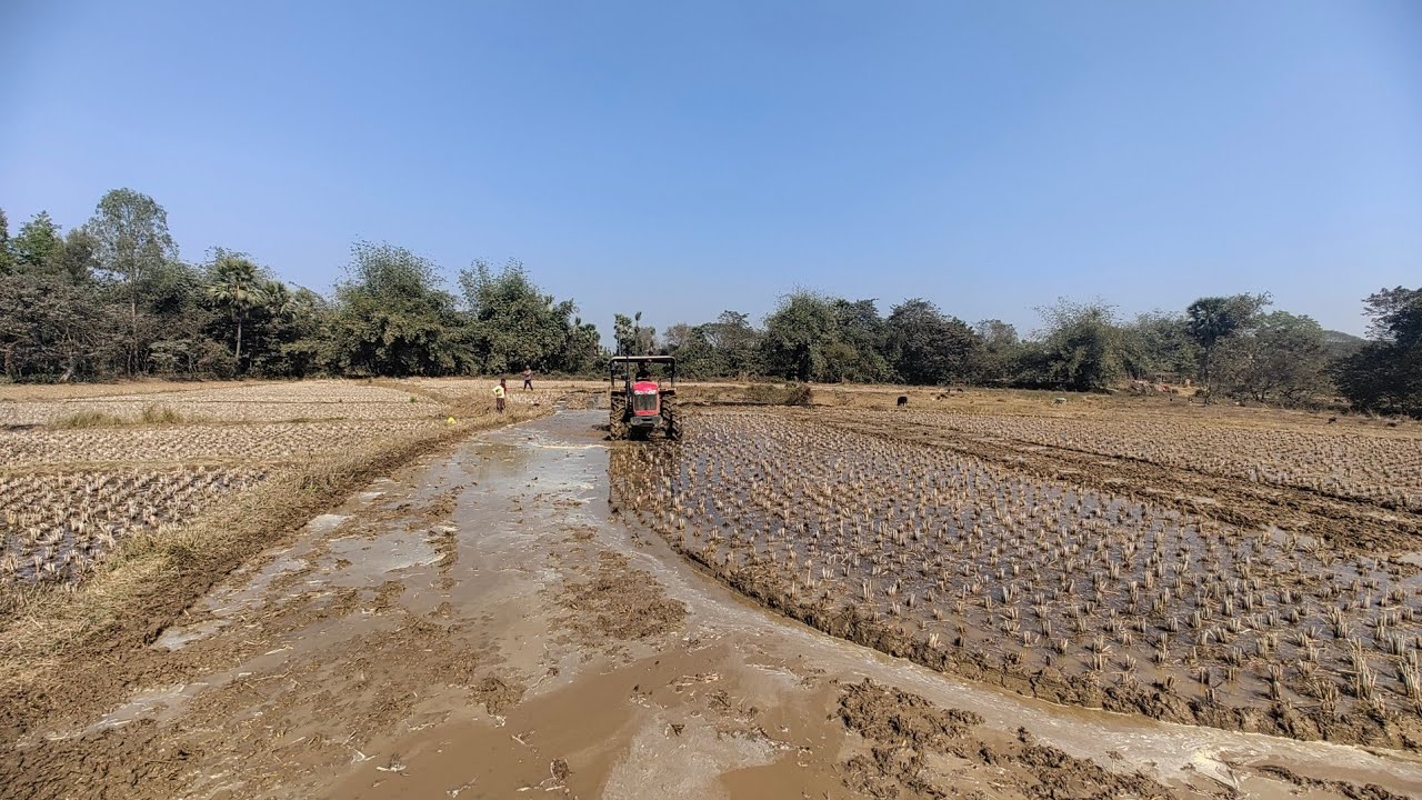 Beautiful Dry Land Cultivation with Massey 4WD Tractor | Powerful Performance in Tough Farming Field