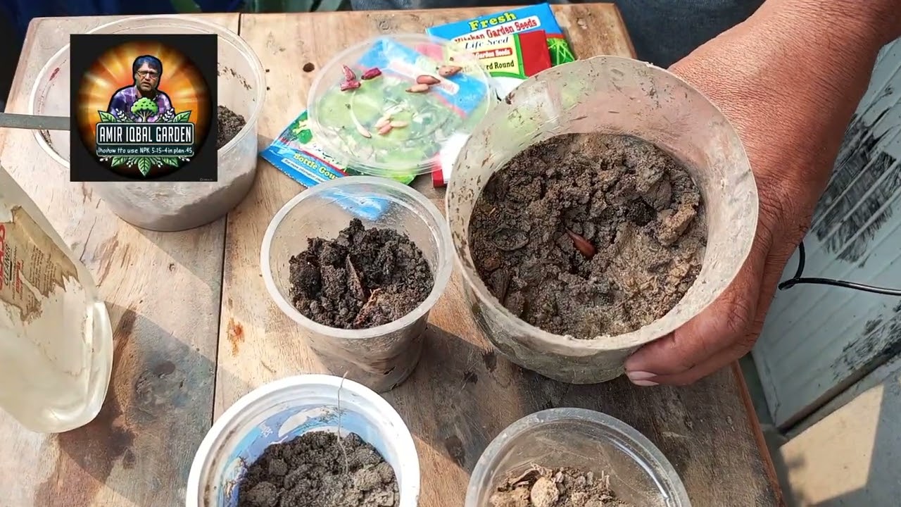 Summer seedling part #2 -10-2-2026