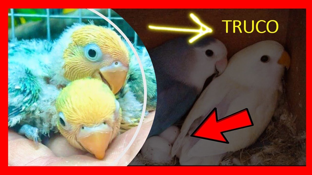 ⏩ ТРЮК для размножения неразлучников.