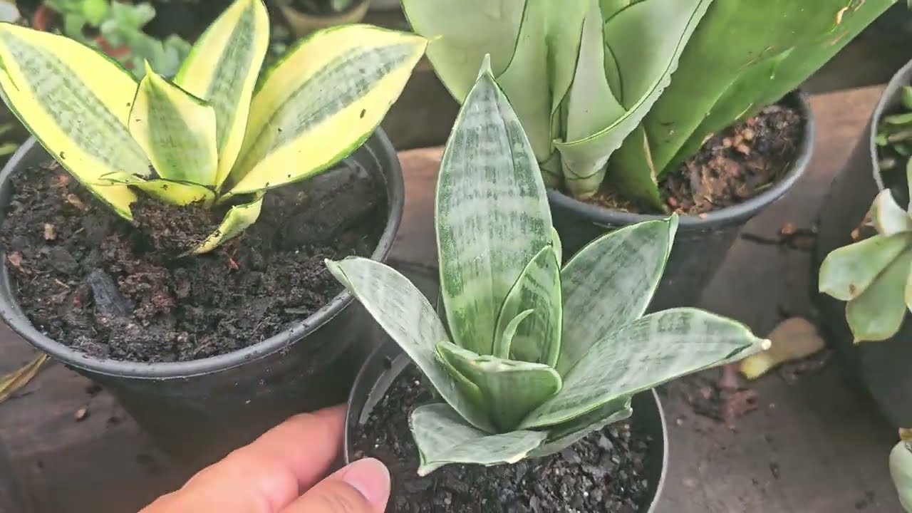 Purificador de ar Natural , você  sabia???