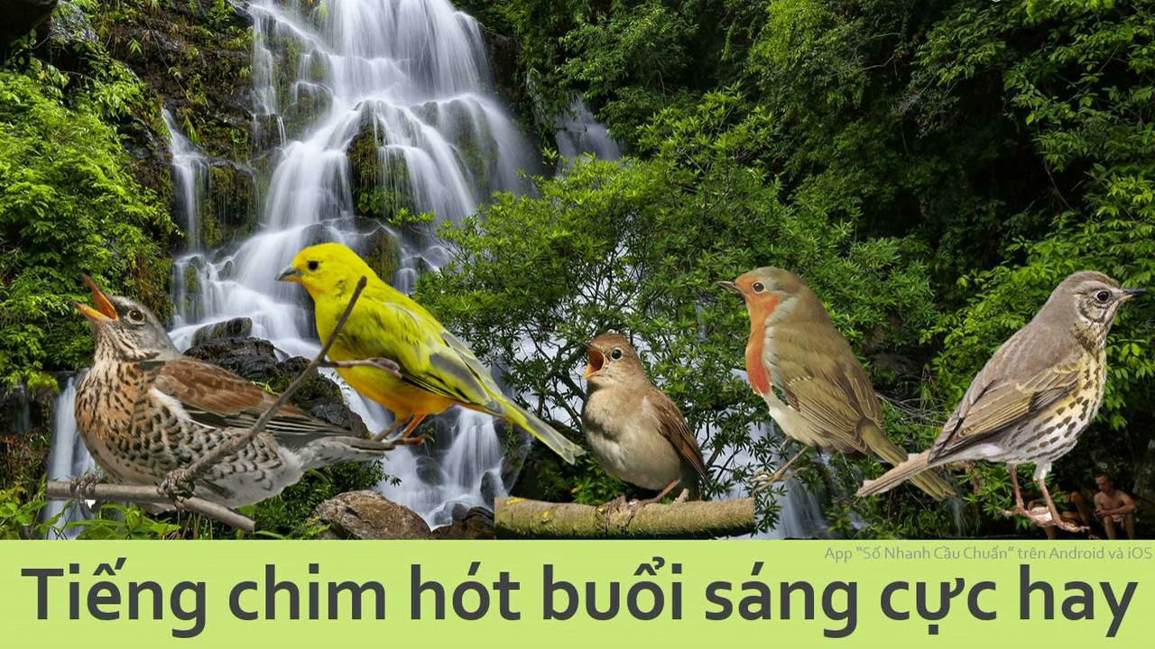 Tiếng chim hót buổi sáng cực hay