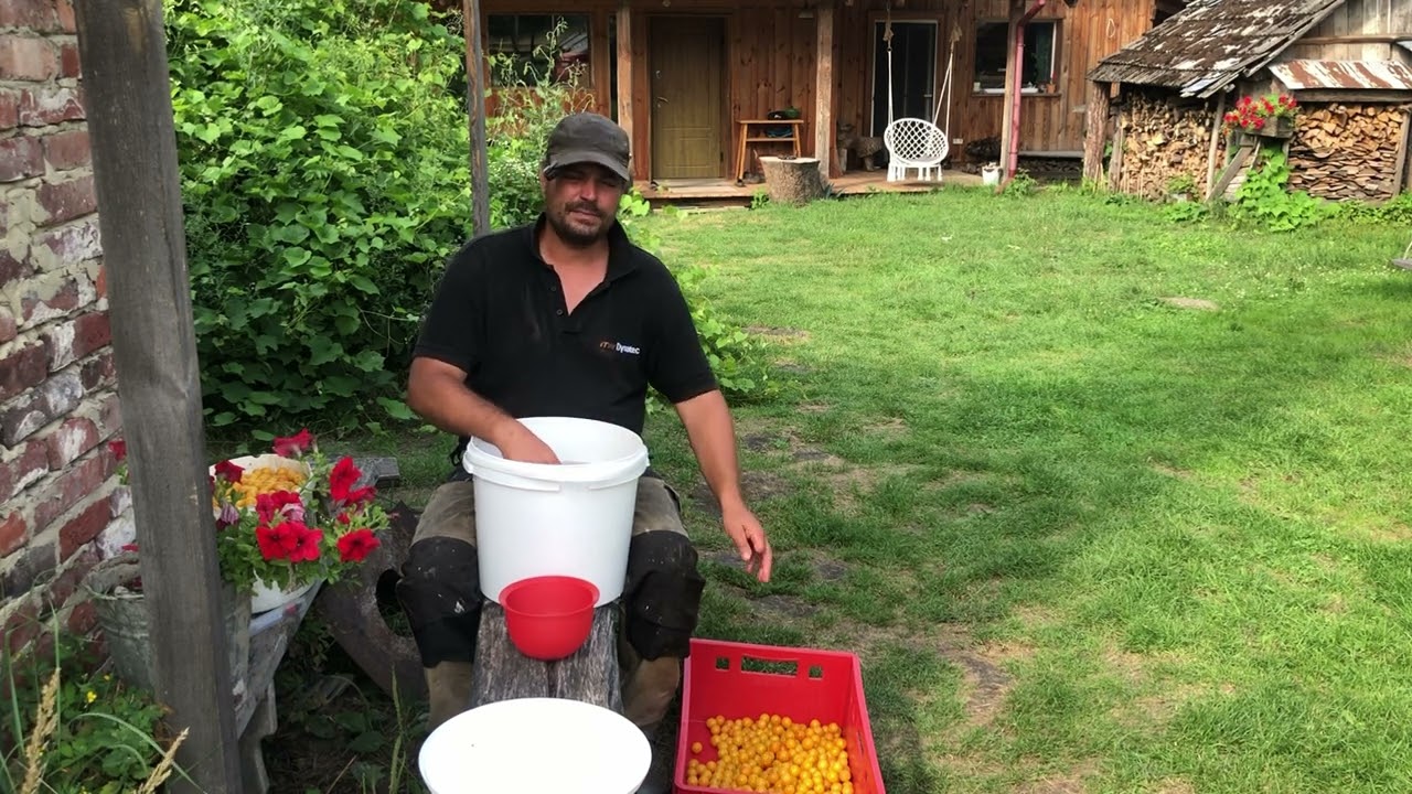 Mit der Oechslewaage zum perfekten Mirabellenschnaps