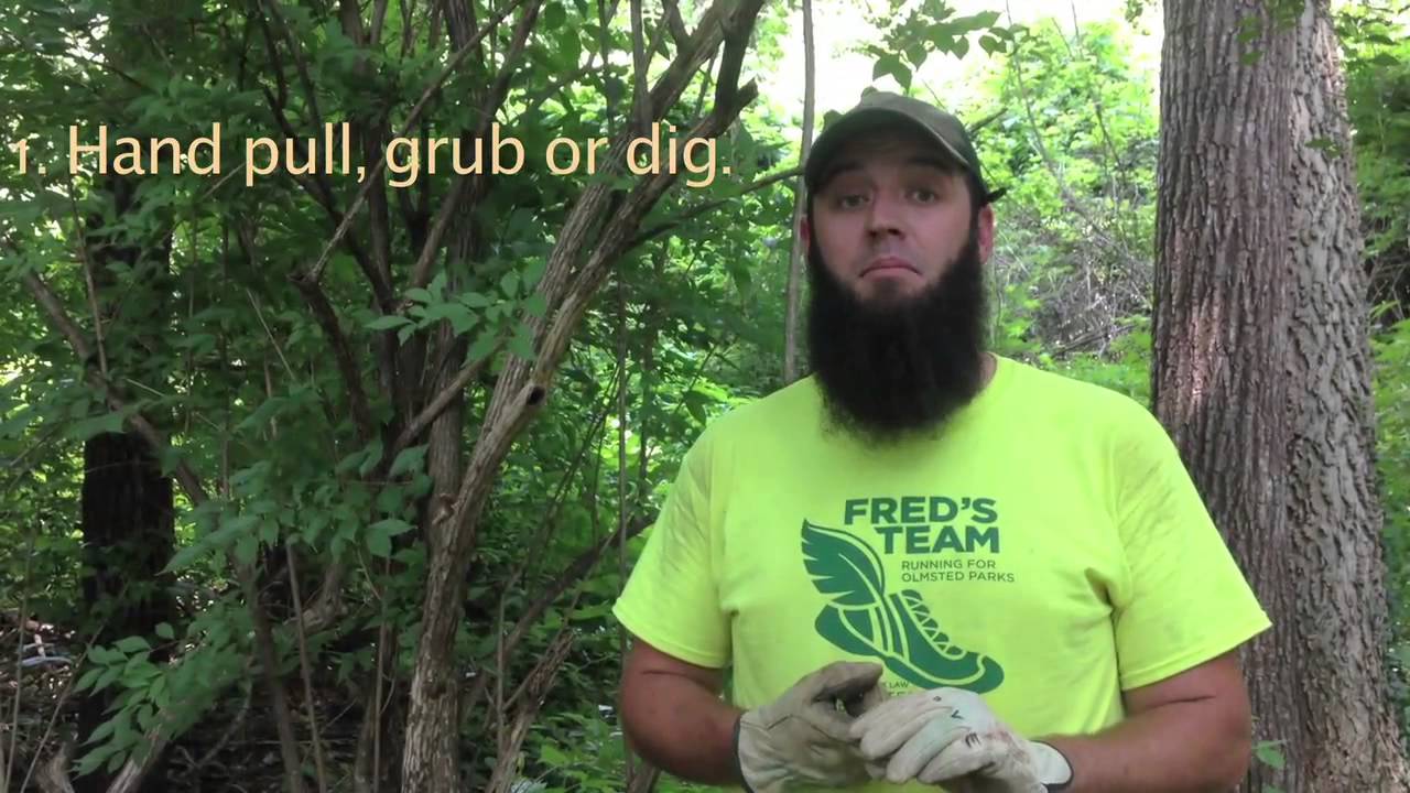 How to Remove Bush Honeysuckle with Olmsted Parks Conservancy