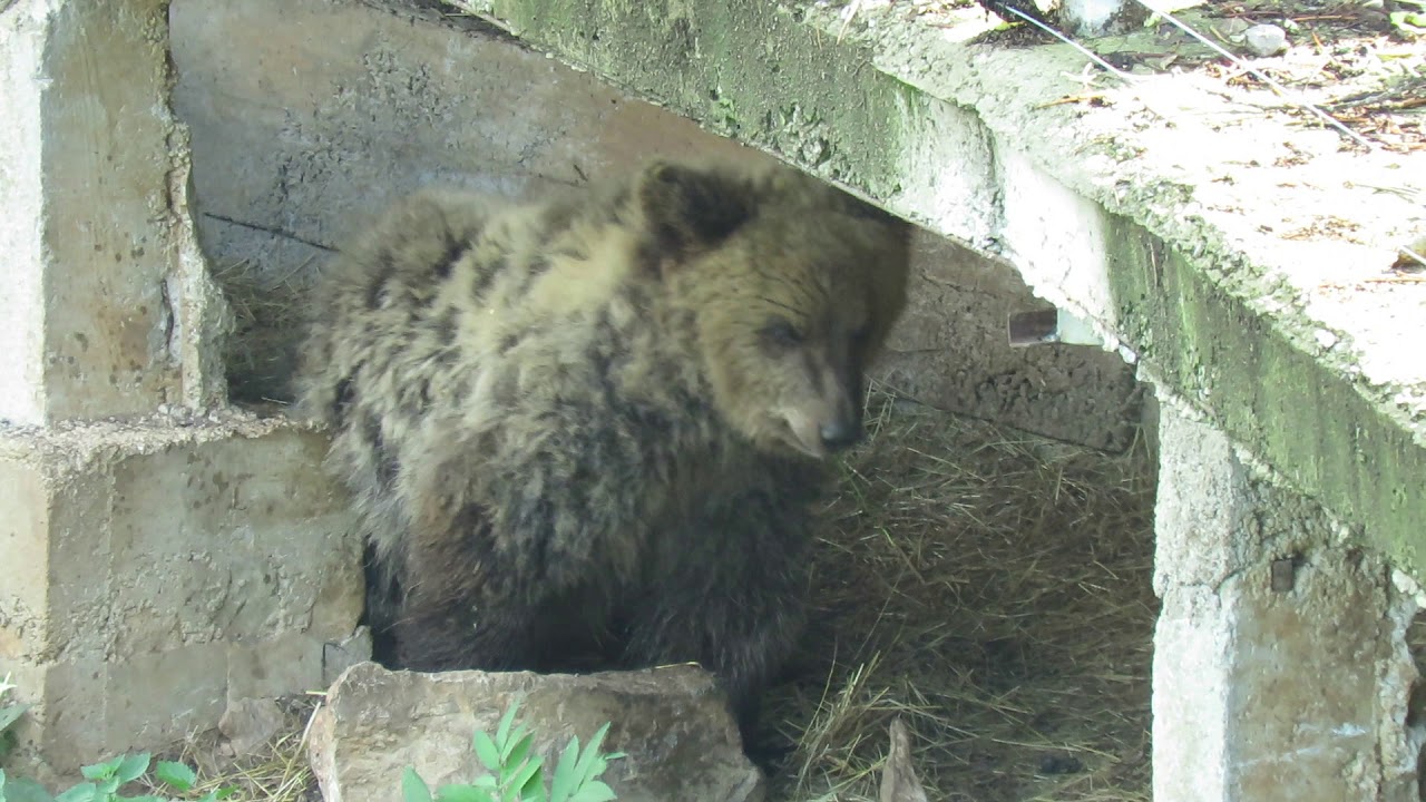 Bärenrefugium/Bear Sanctuary Kuterevo - Kroatien: Matija