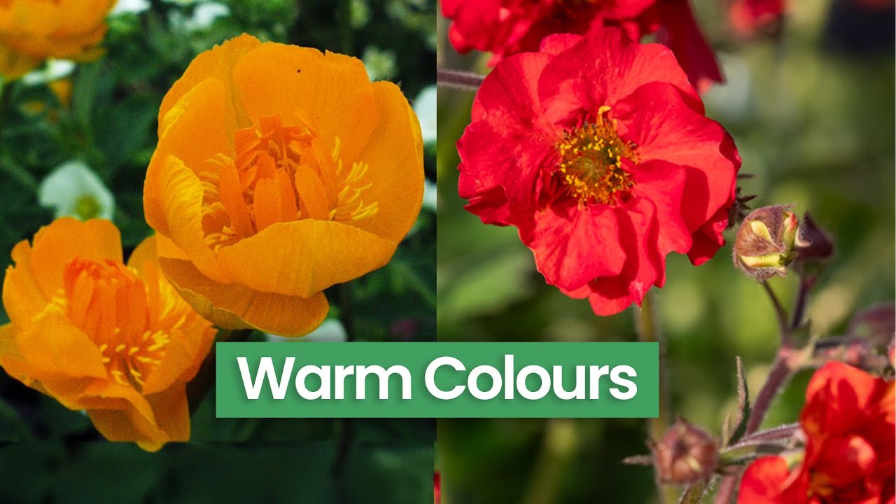 Geums, Trollius, Baptisia & More: 11 Warm Colour Perennials In Bloom Right Now