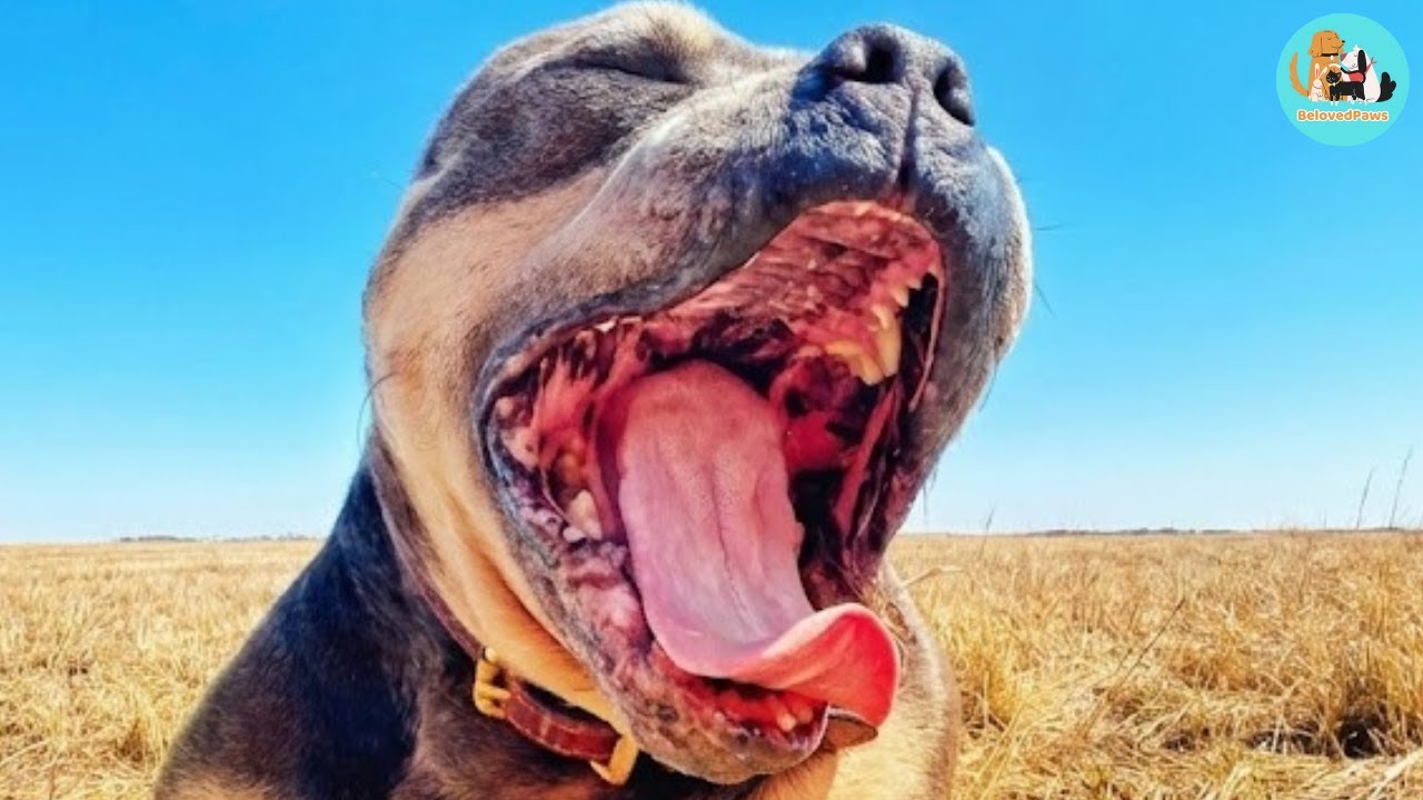 Meet Oscar: The Deaf Dog Who Invented a New Way of Walking Called 