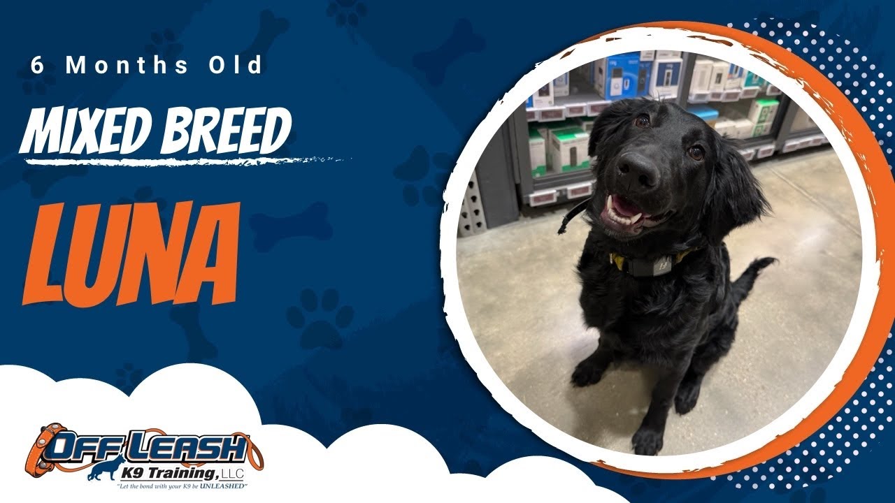 Mixed Breed, 6 months, Luna | Best Dog Training Central Missouri | Off Leash K9
