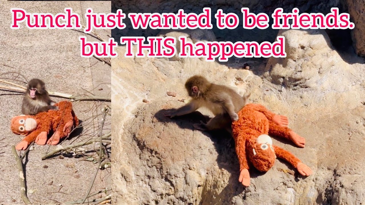 Punch just wanted to be friends... but THIS happened Baby punch ❤️🥰🐒🐒monkey, so cute punch