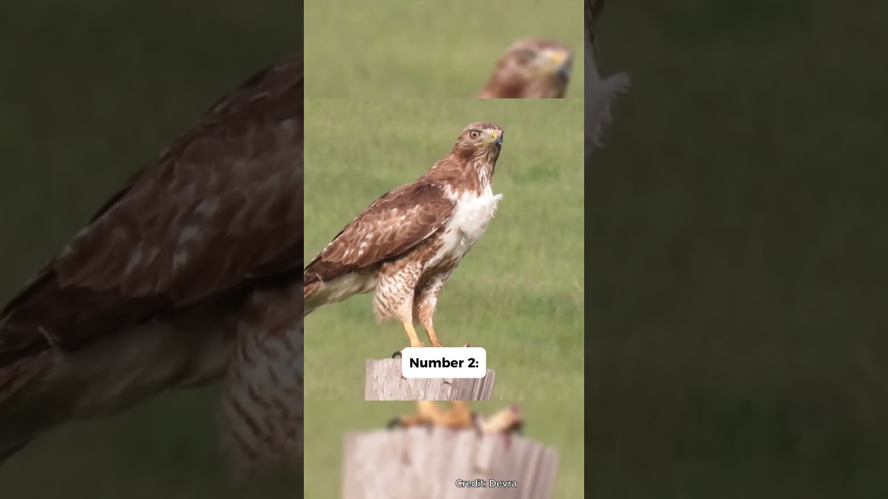 3 Fun Facts About the Red-tailed Hawk! #birds #jesus