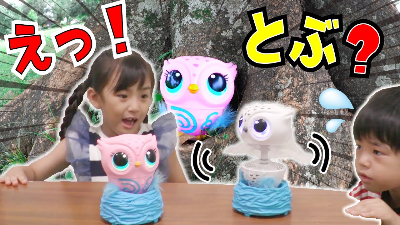 えっ！とぶの？とんでオウリーが飛ぶことを知らない2人があそんでみたら・・・