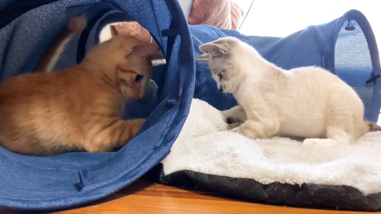 保護子猫リノ♥お部屋大開放♪柴犬・先住子猫みんなでご対面♪