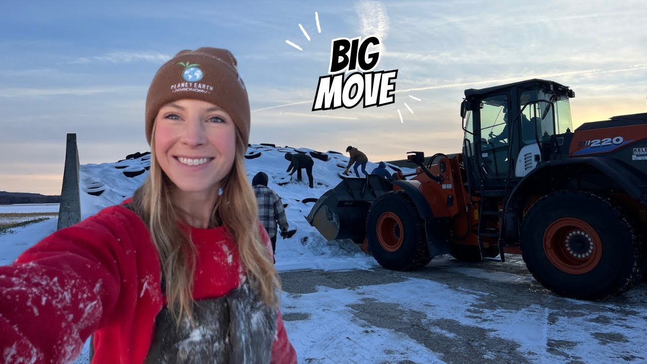 Зимнее фермерство вышло из-под контроля: сбежавший скот и сортировка сумасшедших телят!