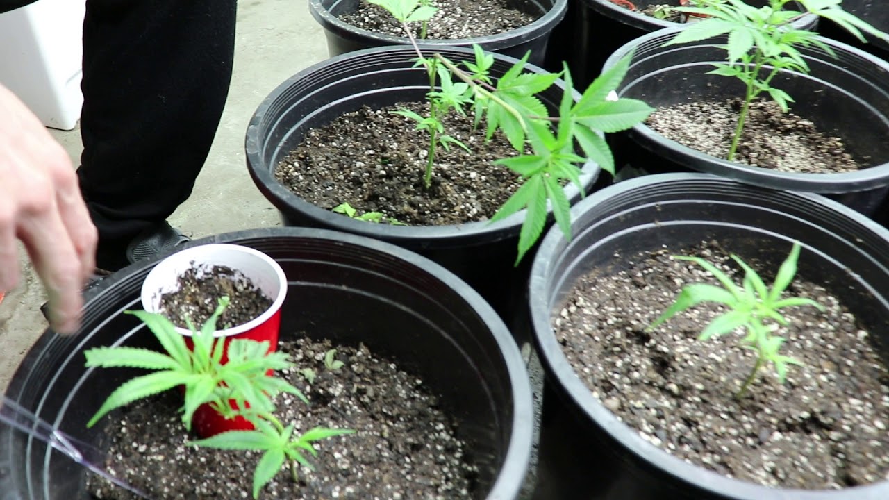 (2019) HOW TO GROW DO SI DO, BANANA KUSH, STARDAWG, WEDDING CAKE, TROPICANA COOKIES in COLORADO