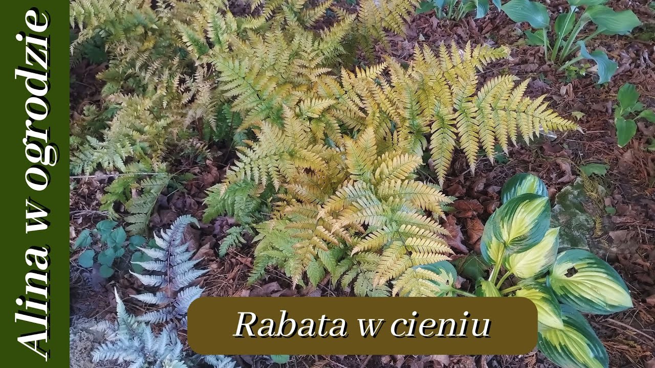 Leśny zakątek - cienista rabata w czerwcu prawie 3 lata od założenia
