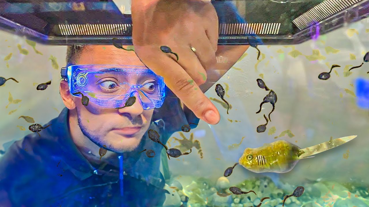 MEU EXÉRCITO de SAPOS esta EVOLUINDO os GIRINOS CRESCENDO e COMENDO TUDO