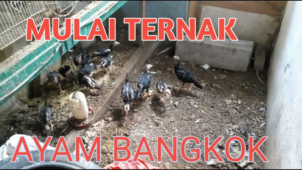 MULAI TERNAK AYAM BANGKOK