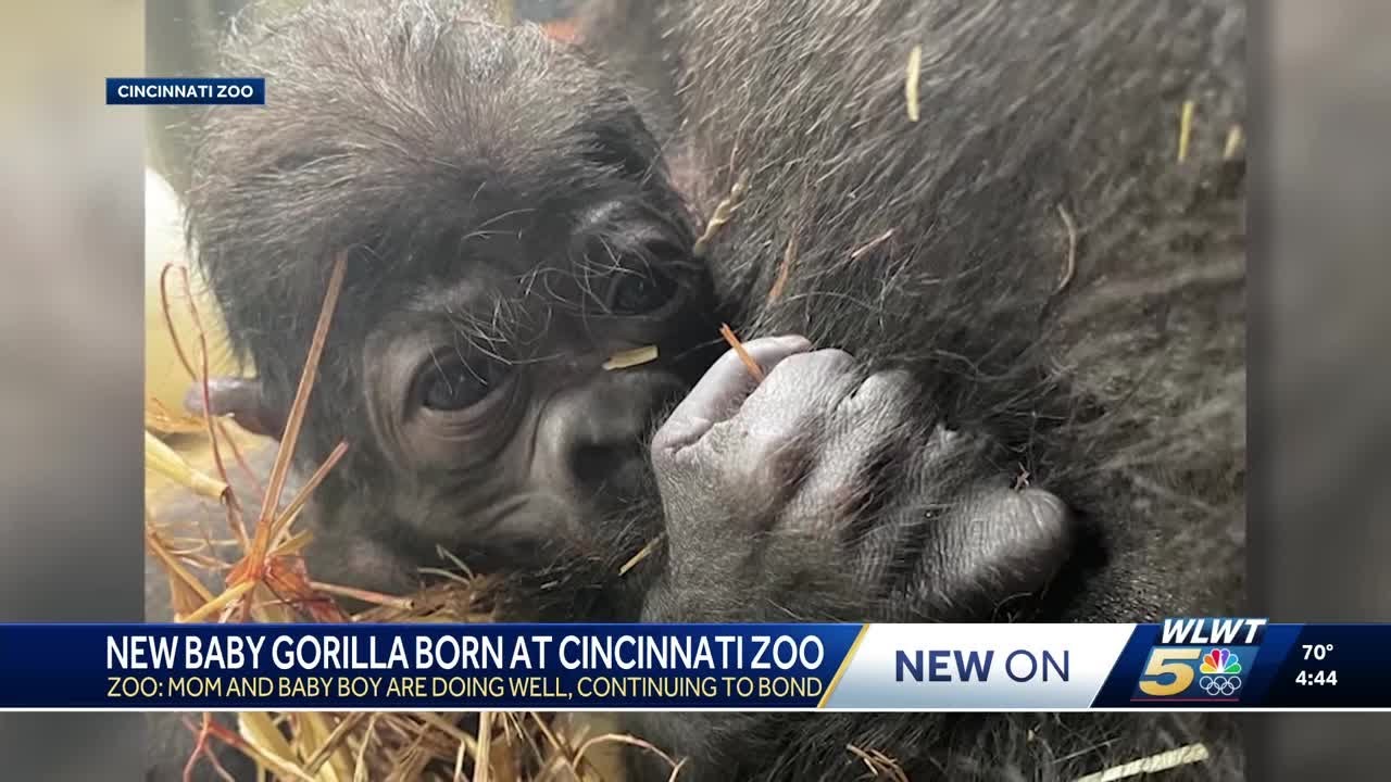 Gorilla at Cincinnati Zoo who underwent breakthrough medical treatment welcomes first baby