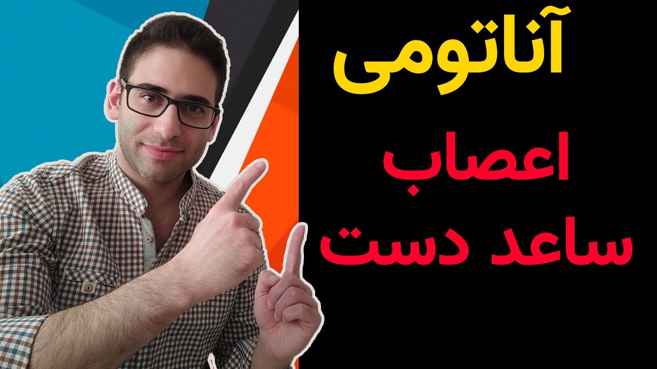 آناتومی عصب اولنار، مدیان و رادیال