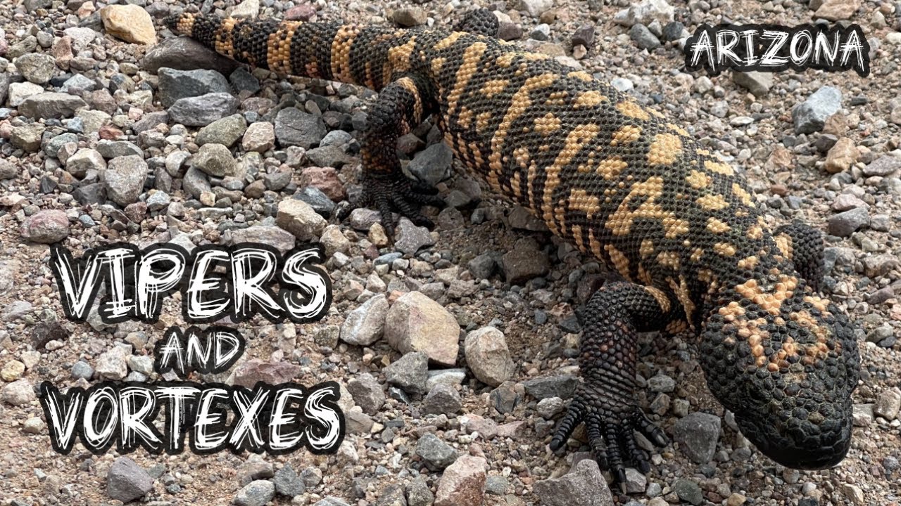Vipers and Vortexes: Herping Arizona (August 2022)