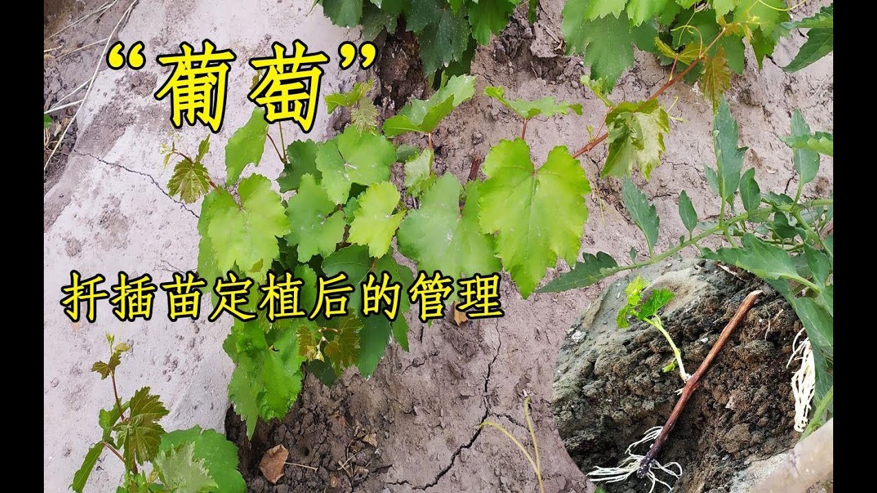 葡萄扦插定植后的管理