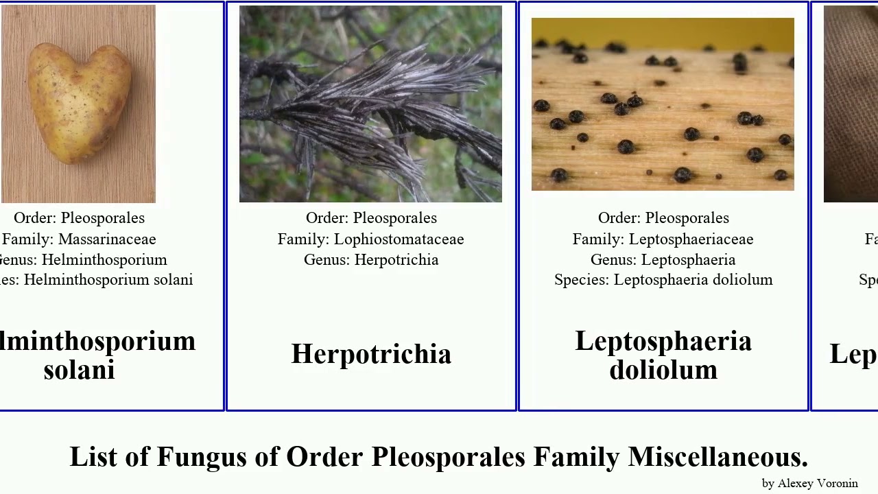 List of Fungus of Order Pleosporales Family Miscellaneous. dot lichen solani acuta birchbark City