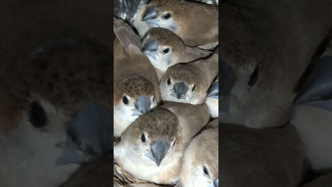 #birds #flockpower