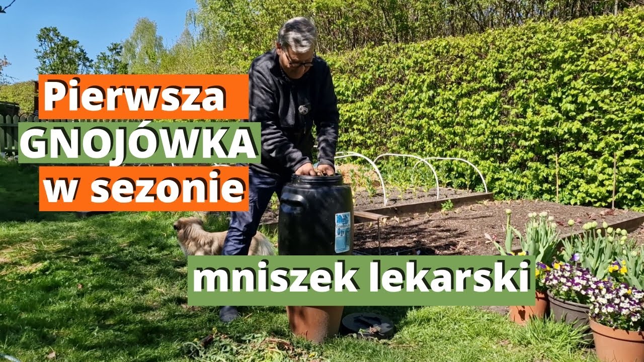 Wiosenna gnojówka z mniszka lekarskiego. Naturalne nawożenie ogrodu. Nawóz zawierający azot i potas.