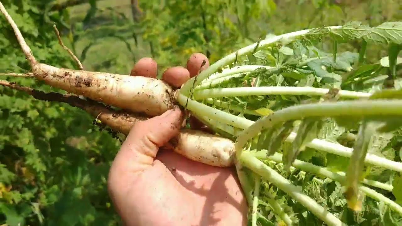 Last Vegetables Harvest in January (Experiment Horticulture)
