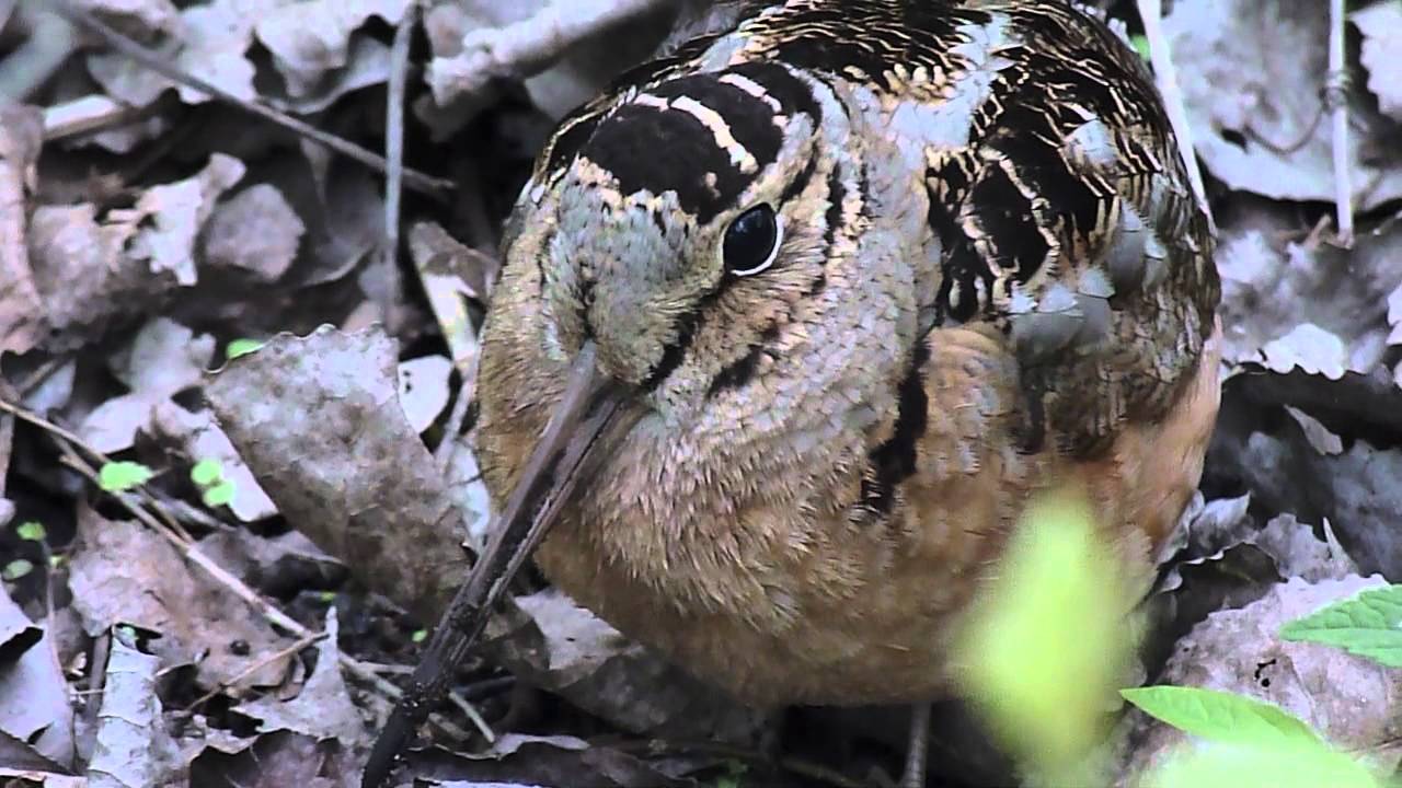 American Woodcock (Scolopax minor)