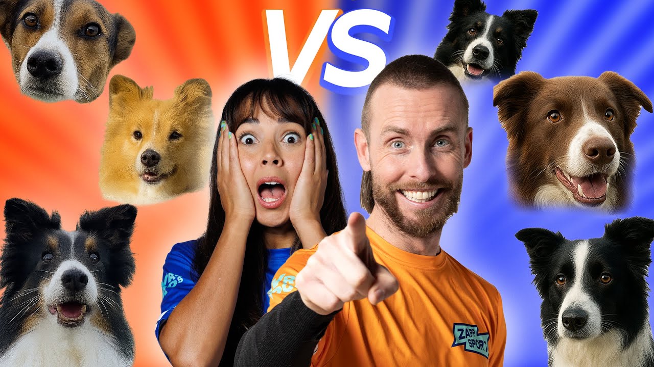DEZE HONDEN ZIJN GETALENTEERD! 🐕 | The Battle Agility