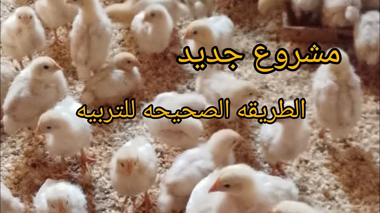  مشروع جديد الطريقه الصحيحه لتربيه الفلوس الهبي#اكسبلور #دجاج 