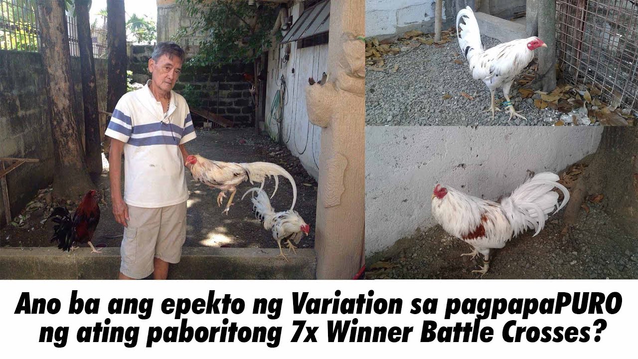 Backyard Breeding: Paano magpaPURO gamit ang dalawang Battle Cross