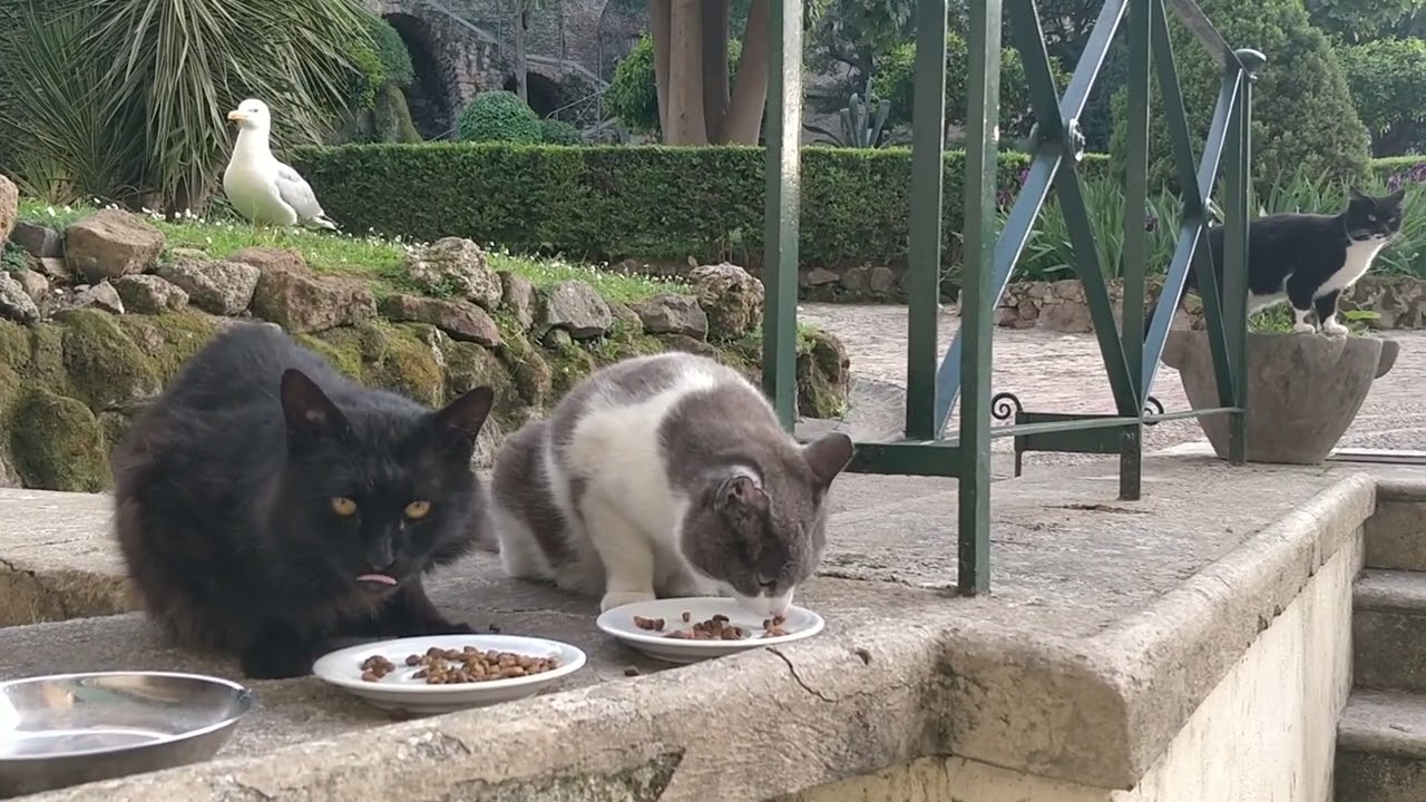 Daily Vaticats! (April 25, 2023)