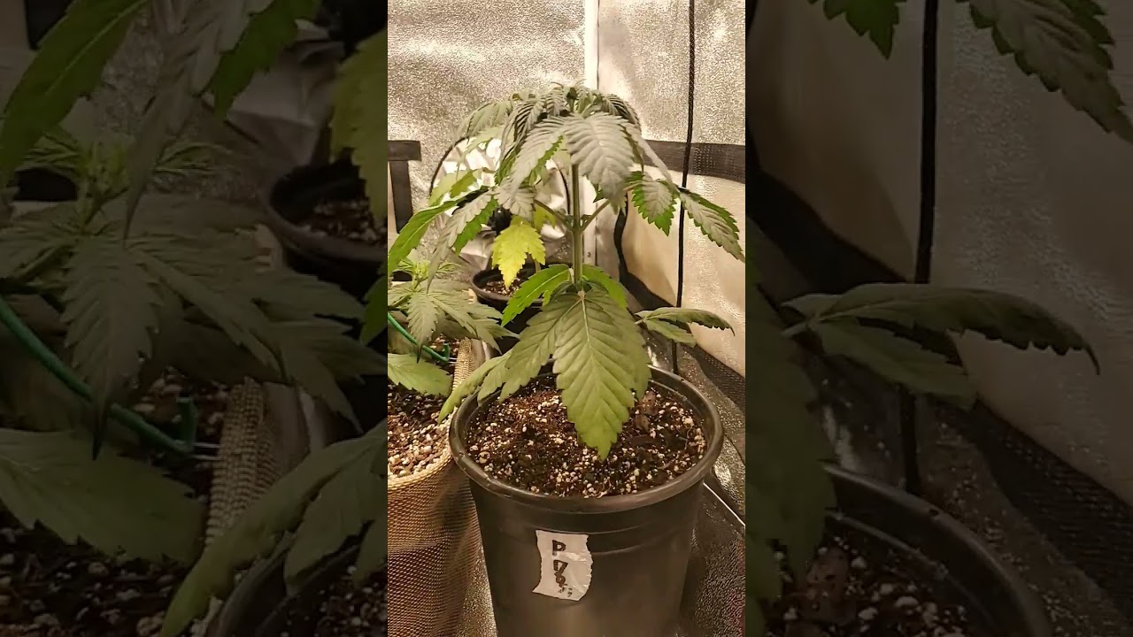 #Nukeheads purple glue and critical auto under #Bloomplus 1500